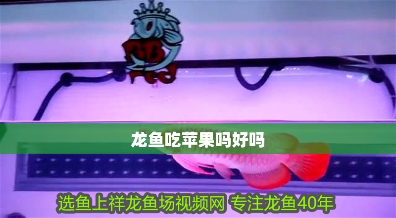 龍魚吃蘋果嗎好嗎