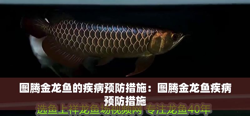 圖騰金龍魚的疾病預防措施：圖騰金龍魚疾病預防措施