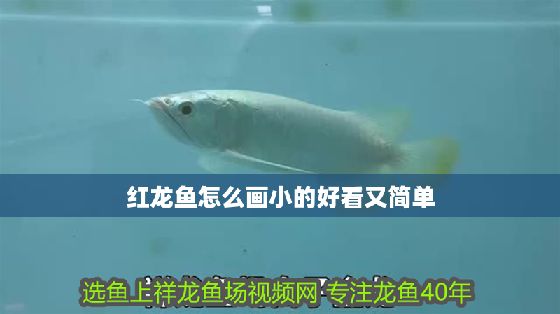 紅龍魚(yú)怎么畫(huà)小的好看又簡(jiǎn)單