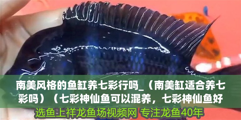 南美風(fēng)格的魚缸養(yǎng)七彩行嗎_（南美缸適合養(yǎng)七彩嗎）（七彩神仙魚可以混養(yǎng)，七彩神仙魚好養(yǎng)嗎，）