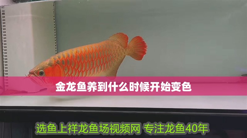 金龍魚養到什么時候開始變色