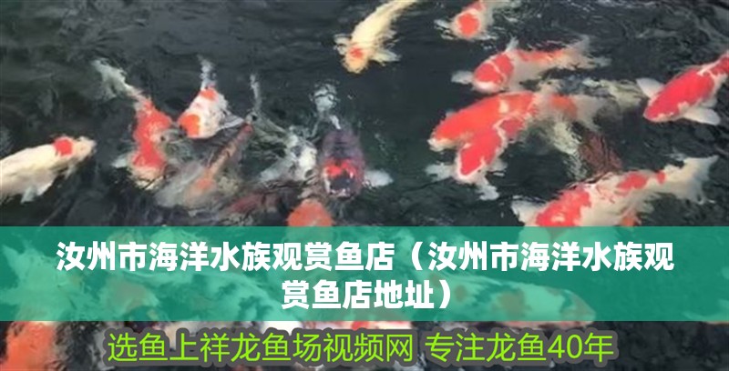 汝州市海洋水族觀賞魚店（汝州市海洋水族觀賞魚店地址）