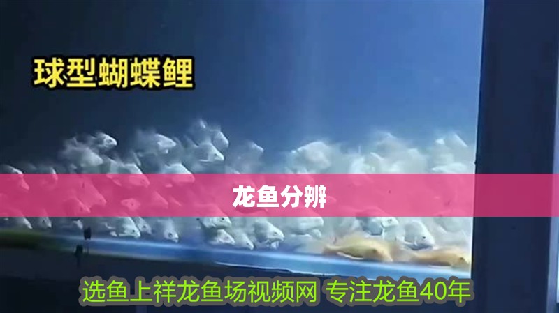 龍魚分辨