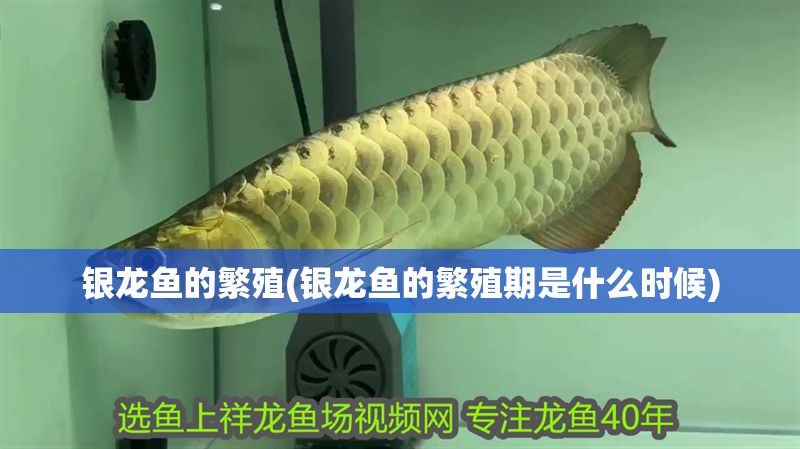 銀龍魚的繁殖(銀龍魚的繁殖期是什么時候)