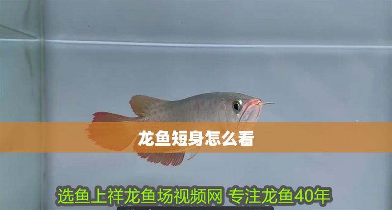 龍魚短身怎么看