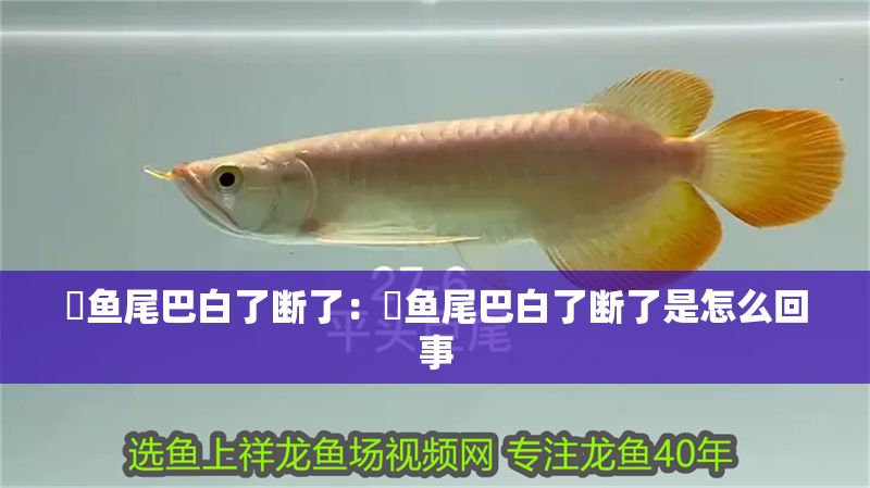 魟魚尾巴白了斷了：魟魚尾巴白了斷了是怎么回事