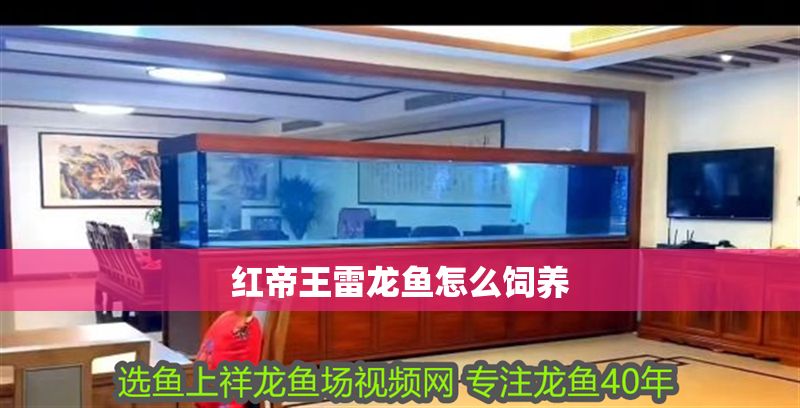 紅帝王雷龍魚怎么飼養
