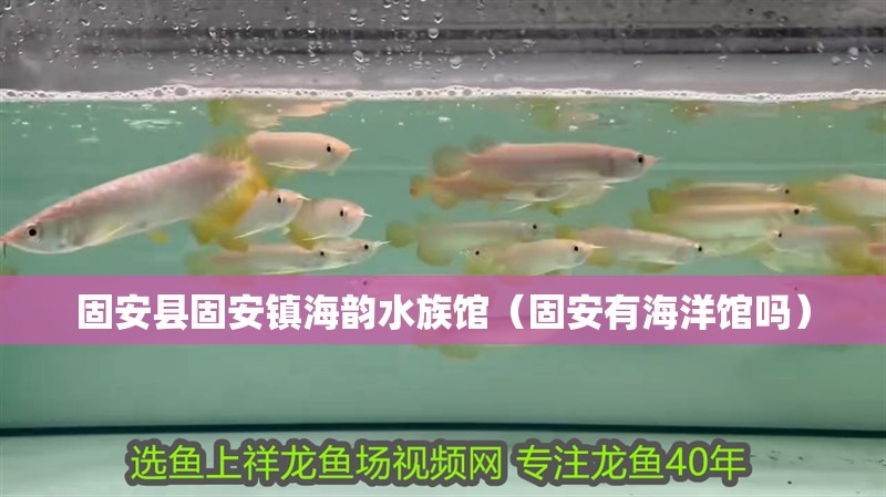 固安縣固安鎮海韻水族館（固安有海洋館嗎）