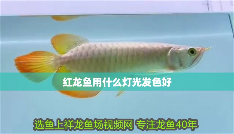 紅龍魚用什么燈光發色好