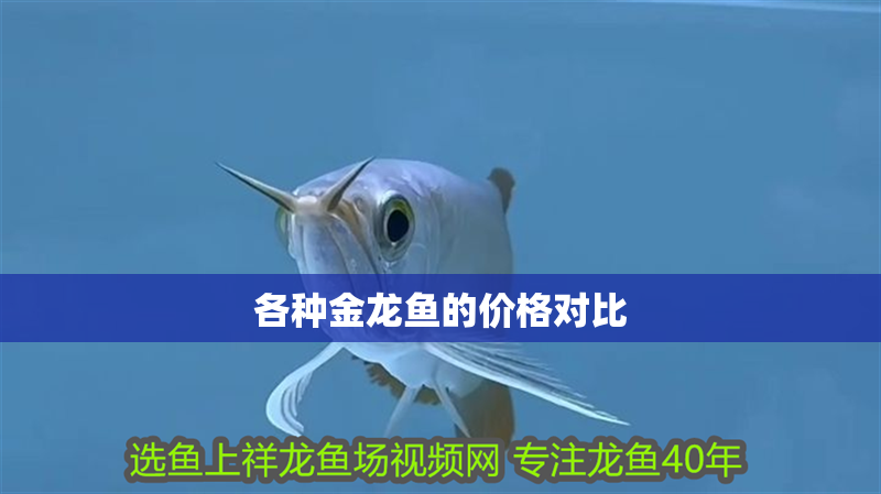 各種金龍魚的價格對比