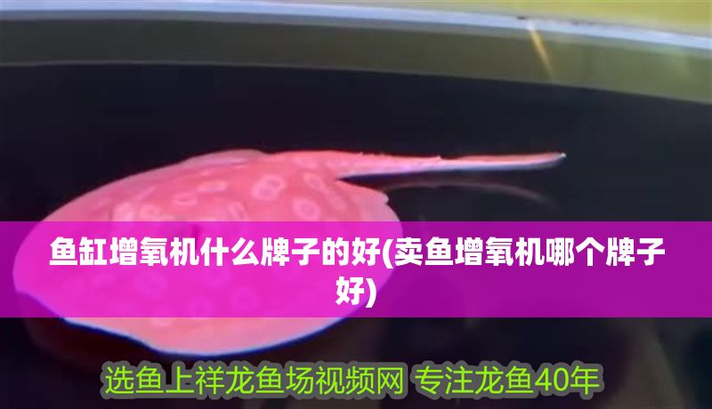 魚(yú)缸增氧機(jī)什么牌子的好(賣魚(yú)增氧機(jī)哪個(gè)牌子好)