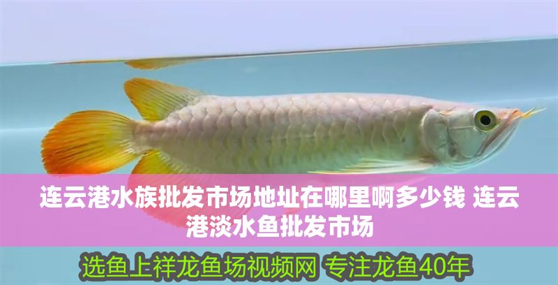 連云港水族批發(fā)市場(chǎng)地址在哪里啊多少錢(qián) 連云港淡水魚(yú)批發(fā)市場(chǎng)