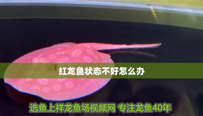 紅龍魚狀態不好怎么辦