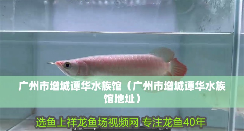 廣州市增城譚華水族館（廣州市增城譚華水族館地址）