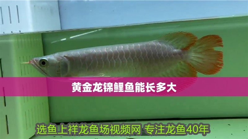 黃金龍錦鯉魚能長多大