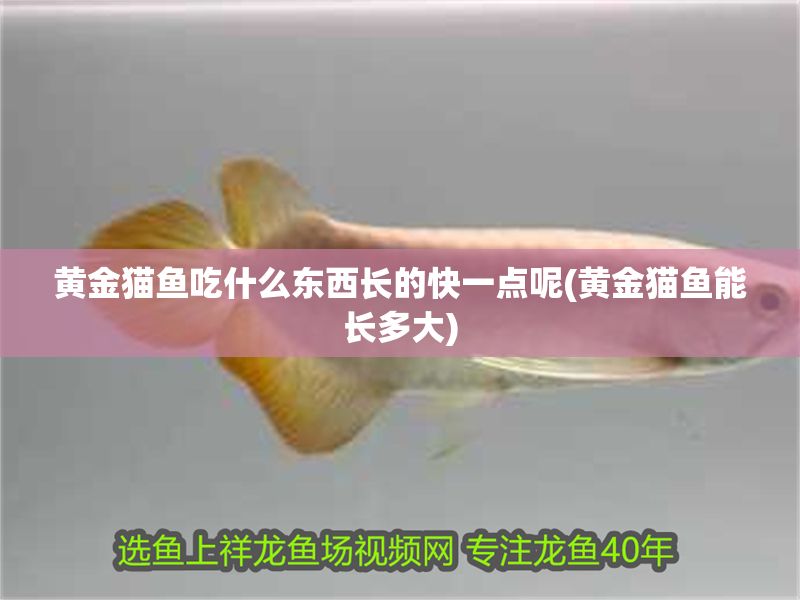黃金貓魚(yú)吃什么東西長(zhǎng)的快一點(diǎn)呢(黃金貓魚(yú)能長(zhǎng)多大)