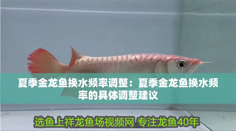 夏季金龍魚換水頻率調整：夏季金龍魚換水頻率的具體調整建議 夏季金龍魚換水頻率調整：夏季金龍魚換水頻率的具體調整建議 金龍魚百科 第1張