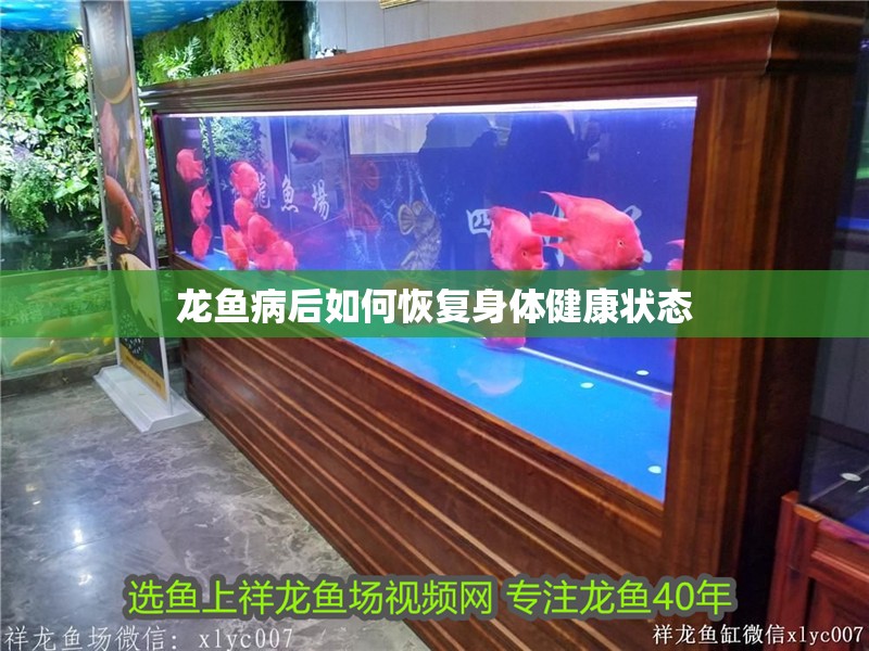 龍魚病后如何恢復身體健康狀態