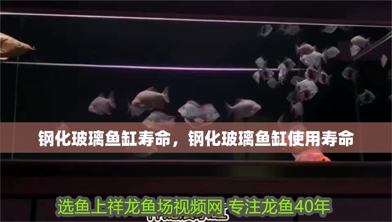 鋼化玻璃魚缸壽命，鋼化玻璃魚缸使用壽命