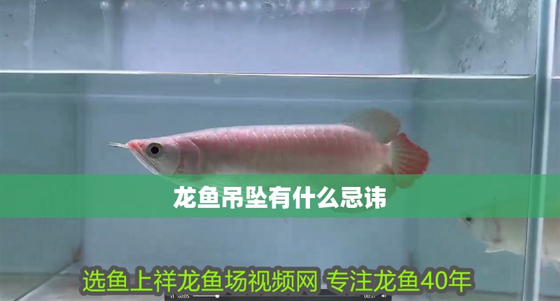龍魚吊墜有什么忌諱