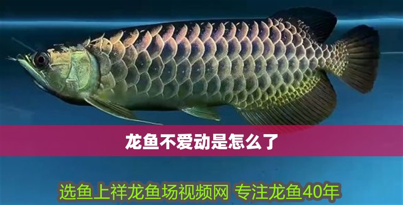 龍魚不愛動是怎么了