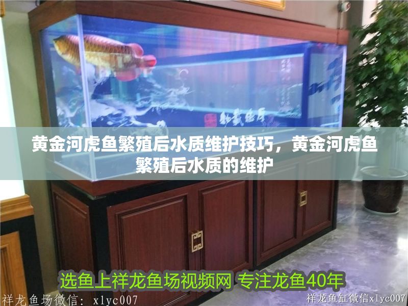 黃金河虎魚繁殖后水質維護技巧，黃金河虎魚繁殖后水質的維護
