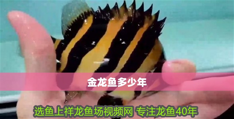 金龍魚多少年
