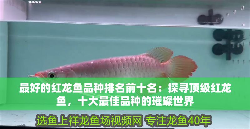 最好的紅龍魚品種排名前十名：探尋頂級紅龍魚，十大最佳品種的璀璨世界