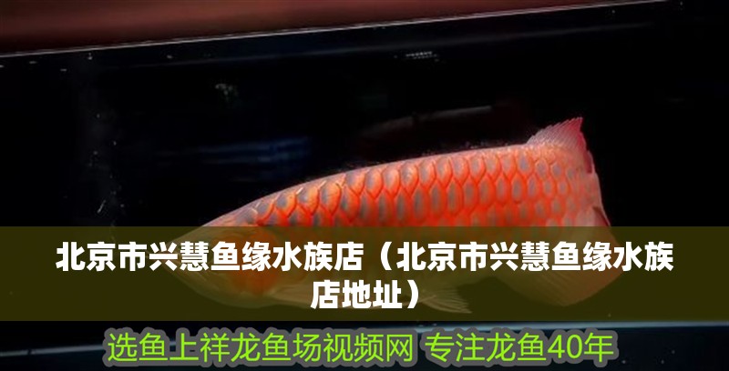 北京市興慧魚緣水族店（北京市興慧魚緣水族店地址）