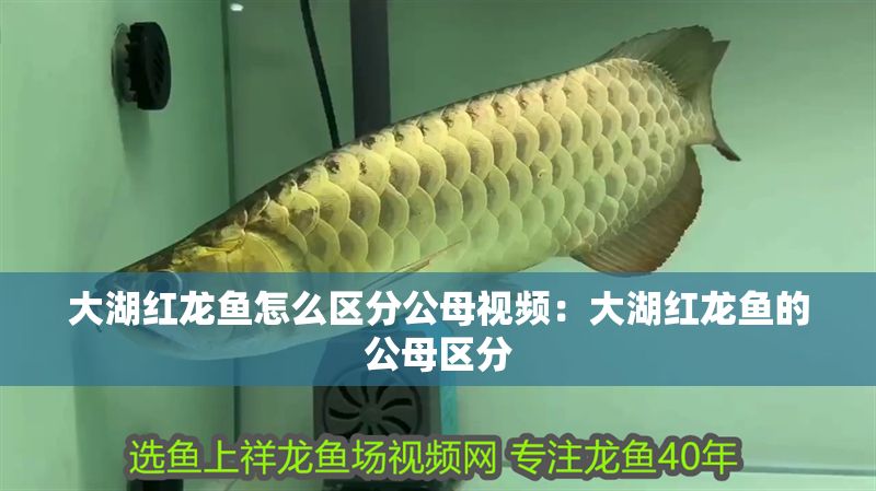 大湖紅龍魚怎么區分公母視頻：大湖紅龍魚的公母區分