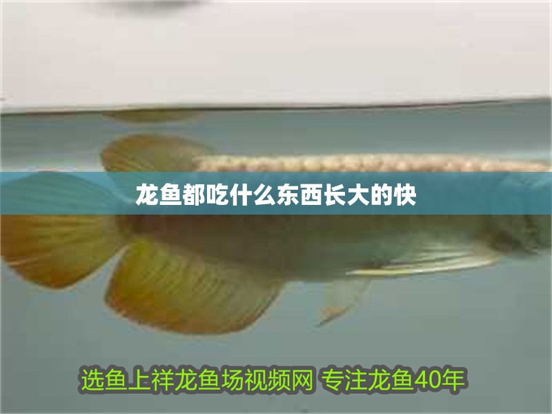 龍魚都吃什么東西長大的快