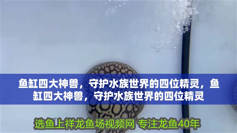 魚(yú)缸四大神獸，守護(hù)水族世界的四位精靈，魚(yú)缸四大神獸，守護(hù)水族世界的四位精靈