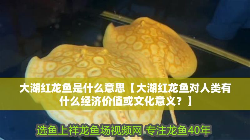 大湖紅龍魚是什么意思【大湖紅龍魚對人類有什么經濟價值或文化意義？】