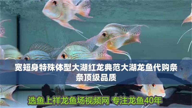 寬短身特殊體型大湖紅龍典范大湖龍魚代購條條頂級品質