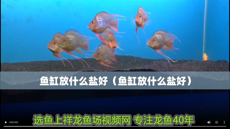 魚缸放什么鹽好（魚缸放什么鹽好）