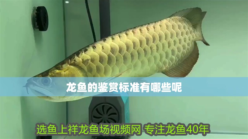 龍魚(yú)的鑒賞標(biāo)準(zhǔn)有哪些呢