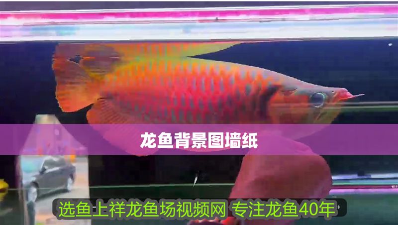 龍魚背景圖墻紙 龍魚百科 第2張 龍魚背景圖墻紙 龍魚背景圖墻紙 龍魚百科 第2張