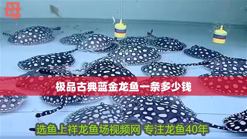 極品古典藍金龍魚一條多少錢