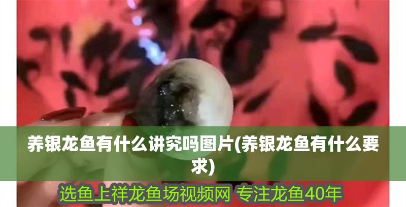 養(yǎng)銀龍魚有什么講究嗎圖片(養(yǎng)銀龍魚有什么要求)