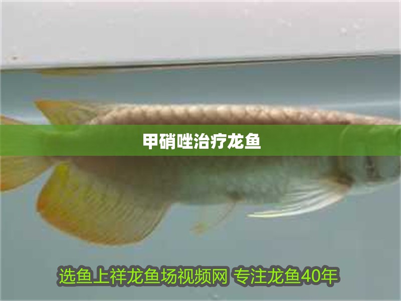 甲硝唑治療龍魚(yú) 龍魚(yú)百科 第2張 甲硝唑治療龍魚(yú) 甲硝唑治療龍魚(yú) 龍魚(yú)百科 第2張
