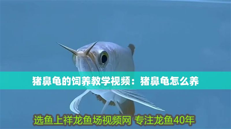 豬鼻龜的飼養教學視頻：豬鼻龜怎么養