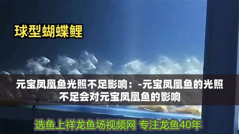 元寶鳳凰魚光照不足影響：-元寶鳳凰魚的光照不足會(huì)對(duì)元寶鳳凰魚的影響