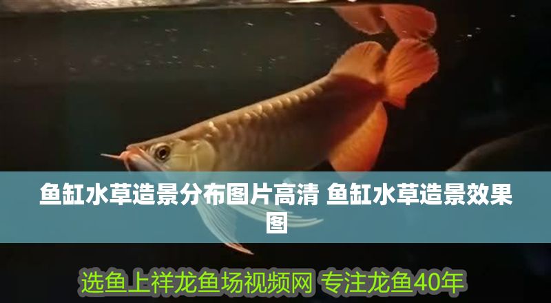 魚缸水草造景分布圖片高清 魚缸水草造景效果圖