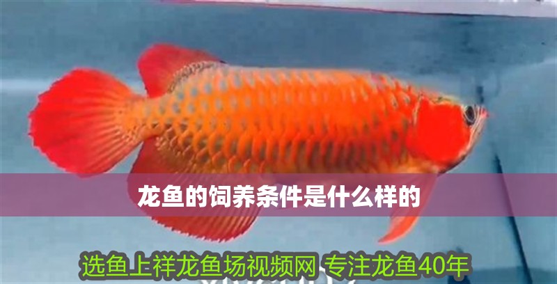 龍魚的飼養(yǎng)條件是什么樣的