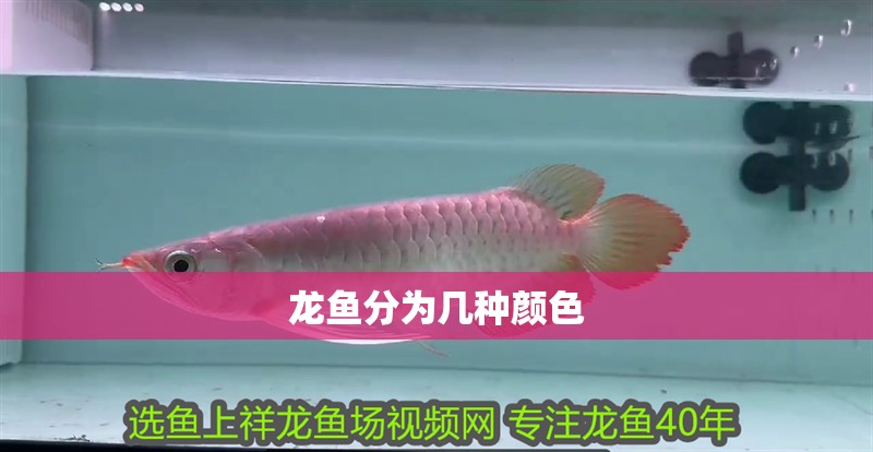 龍魚分為幾種顏色