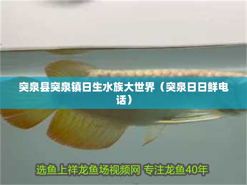 突泉縣突泉鎮日生水族大世界（突泉日日鮮電話）