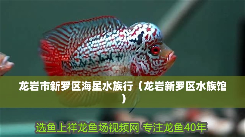 龍巖市新羅區(qū)海星水族行（龍巖新羅區(qū)水族館）