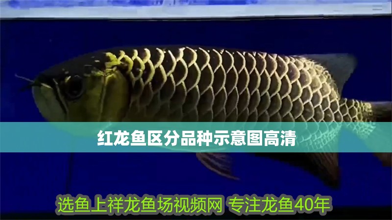紅龍魚(yú)區(qū)分品種示意圖高清