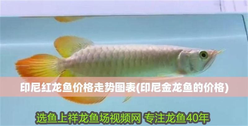印尼紅龍魚價格走勢圖表(印尼金龍魚的價格)