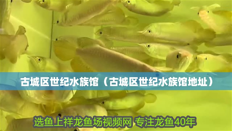 古城區(qū)世紀(jì)水族館（古城區(qū)世紀(jì)水族館地址）